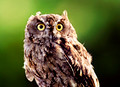 A photograph of a nicely lit Owl with a green background