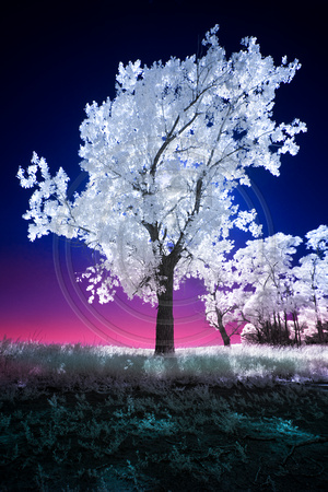 Twilight Tree