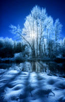 Winter Trees - In Blue
