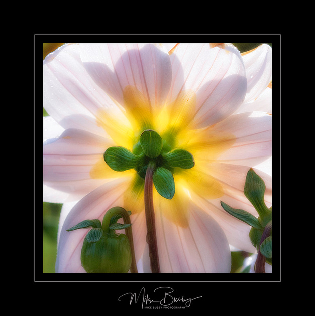 A photo of a flower lit from behind.