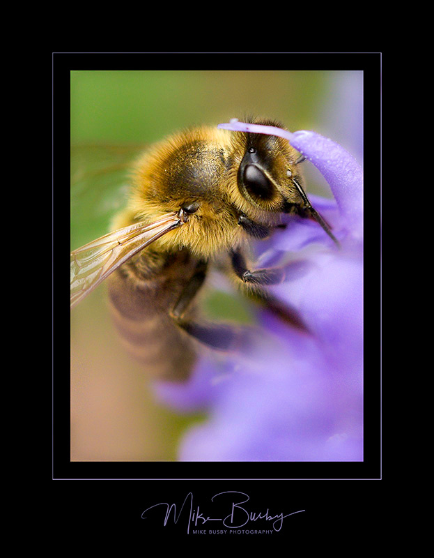 A Close-up photograph of a bee on a flower. A very close-up shot.