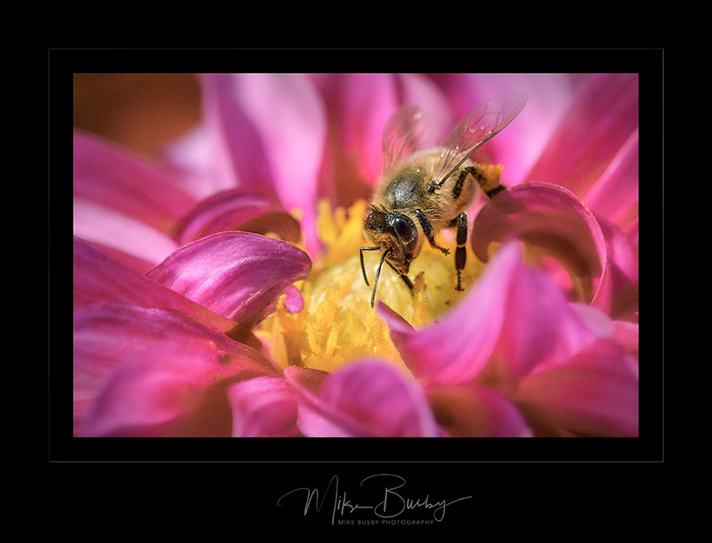 A bee on the Dahlias by Mike Busbys School of Photography
