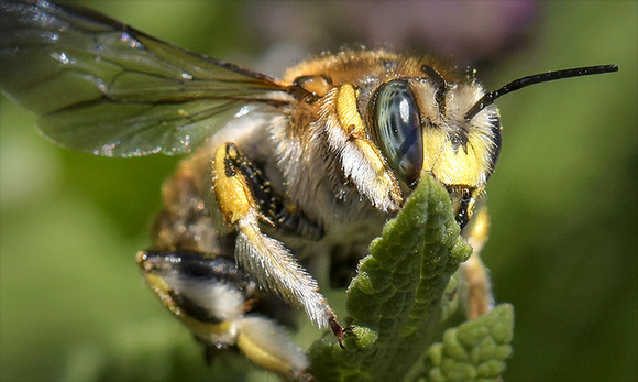 A close up photo of a Mason Bee.