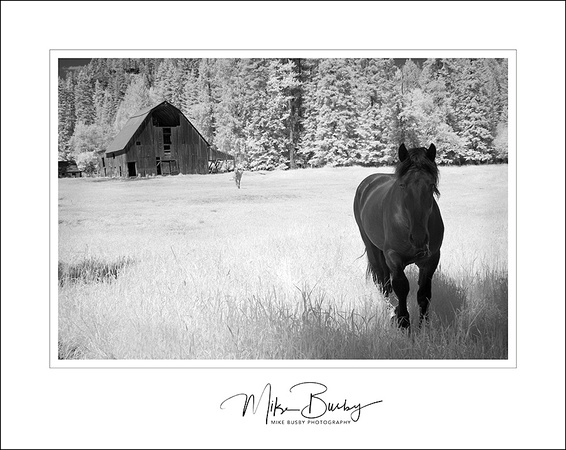 A photograph of a beautiful horse and barn as shot in infrared