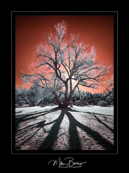 An infrared photograph of a beautiful backlit tree with an orange sky. 